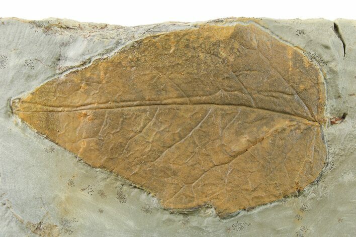 Uncommon Fossil Leaf (Dicotylophyllum) - Montana #262755